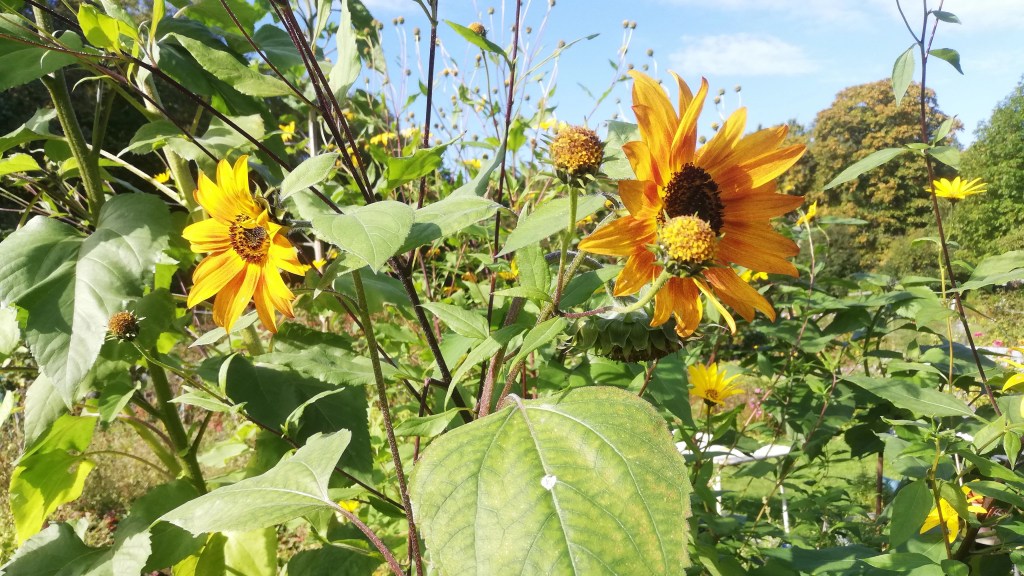 Höstens arbetsdagar